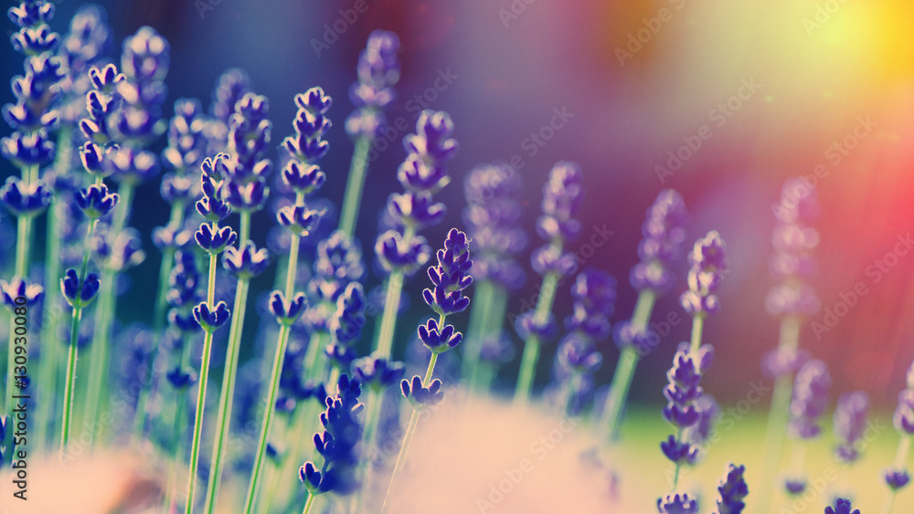 Naklejka premium Lavender flowers blooming