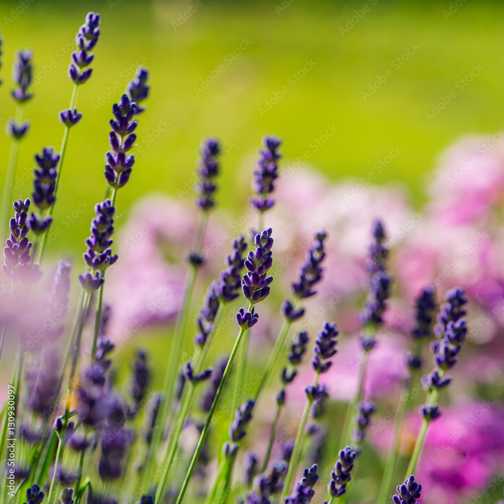 Fototapeta premium Lavender flowers blooming