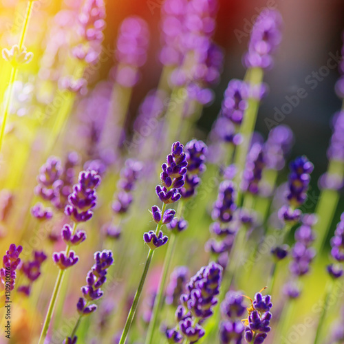 Lavender flowers blooming