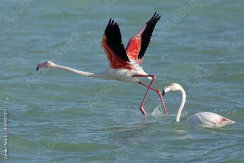 Flamingos taking flight, Aker, Bahrain 