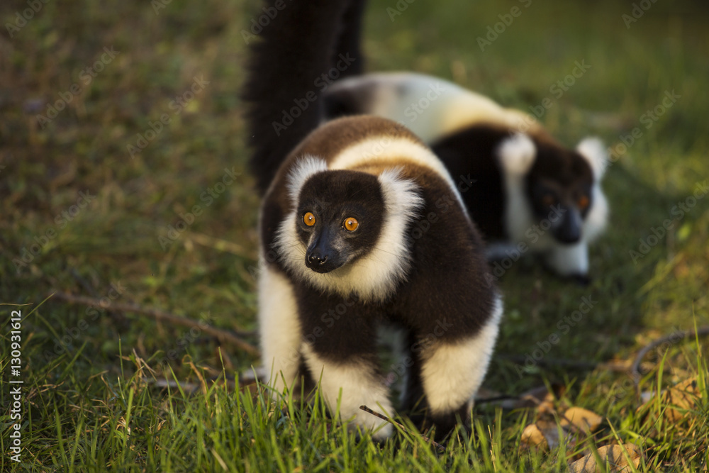 Lemur in their natural habitat, Madagascar. Lemur in their natural habitat, Madagascar.