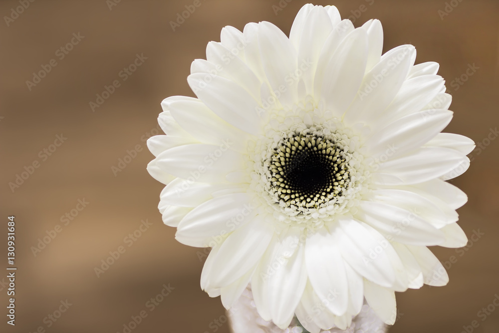 white gerbera