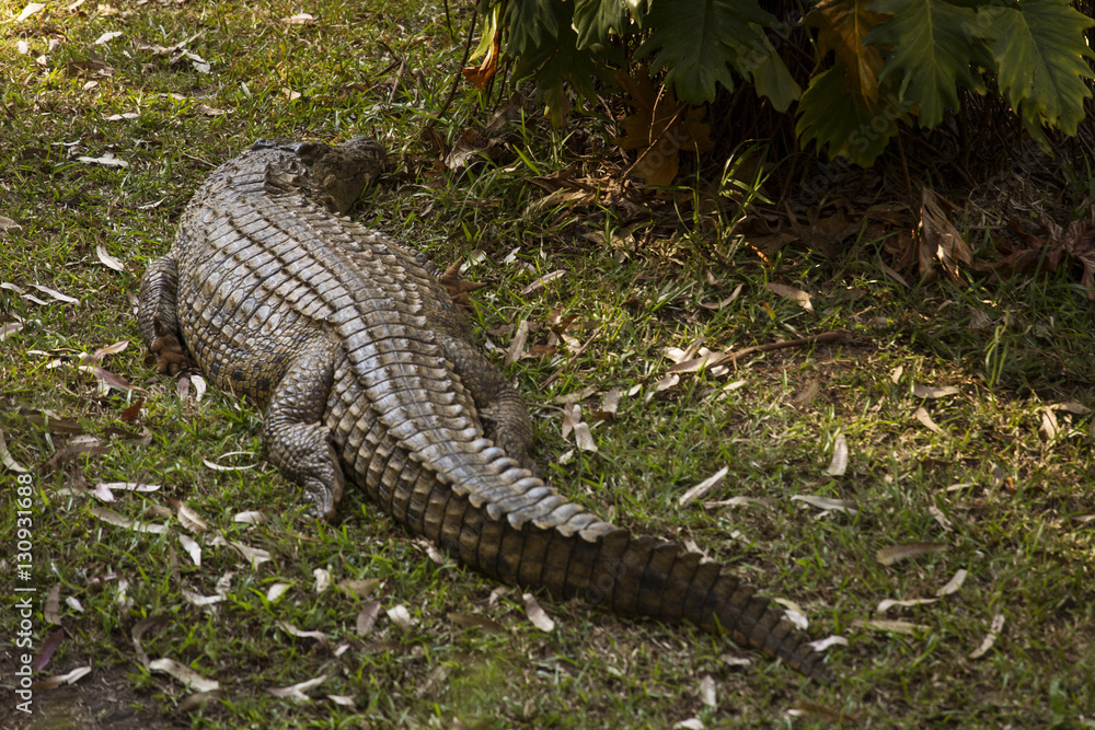Fototapeta premium Portrait Madagascar Crocodile, Crocodylus niloticus madagascariensis, Madagascar
