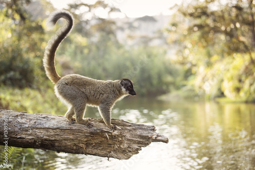 Lemur in their natural habitat, Madagascar. © danmir12
