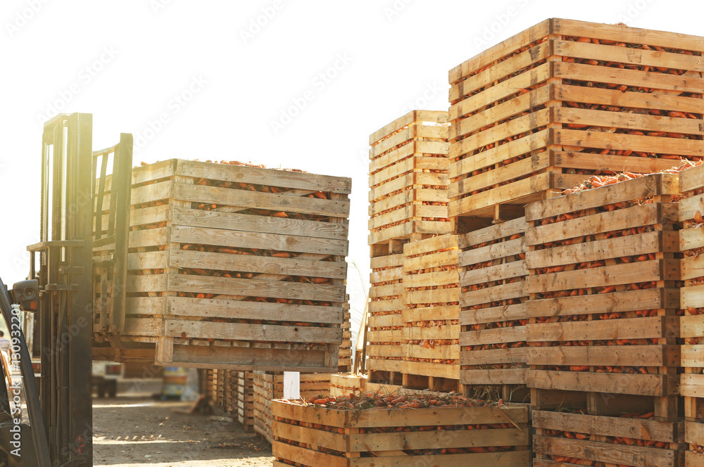 Wooden crates with freshly harvested onion and carrot Wooden crates with freshly harvested onion and carrot