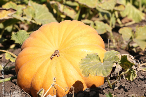 Fresh pumpkin for harvest in field