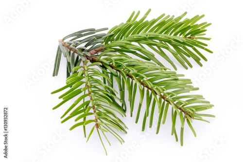 Fir tree branch and cones isolated on white background. photo