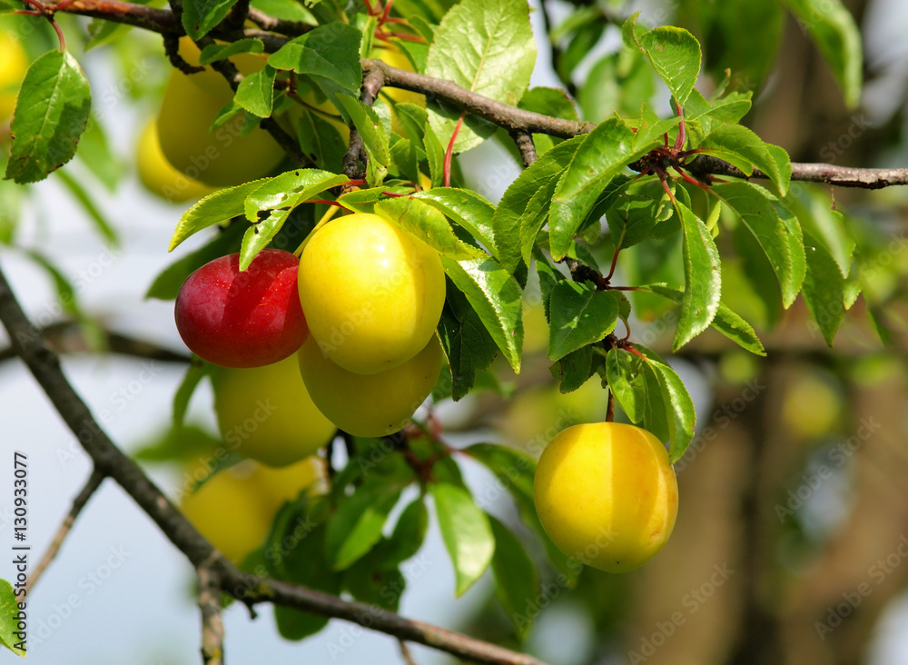 fruit of plum on tree