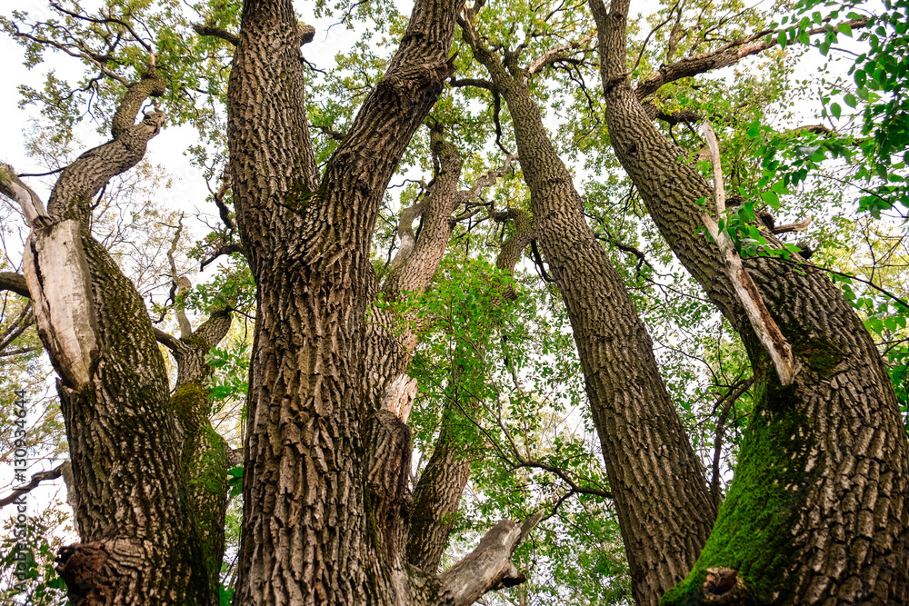 Old big tree in park