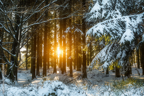 neige sur les forets en ardennes - belgique photo