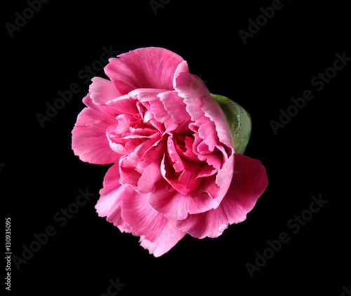 Beautiful pink carnation flower on black background