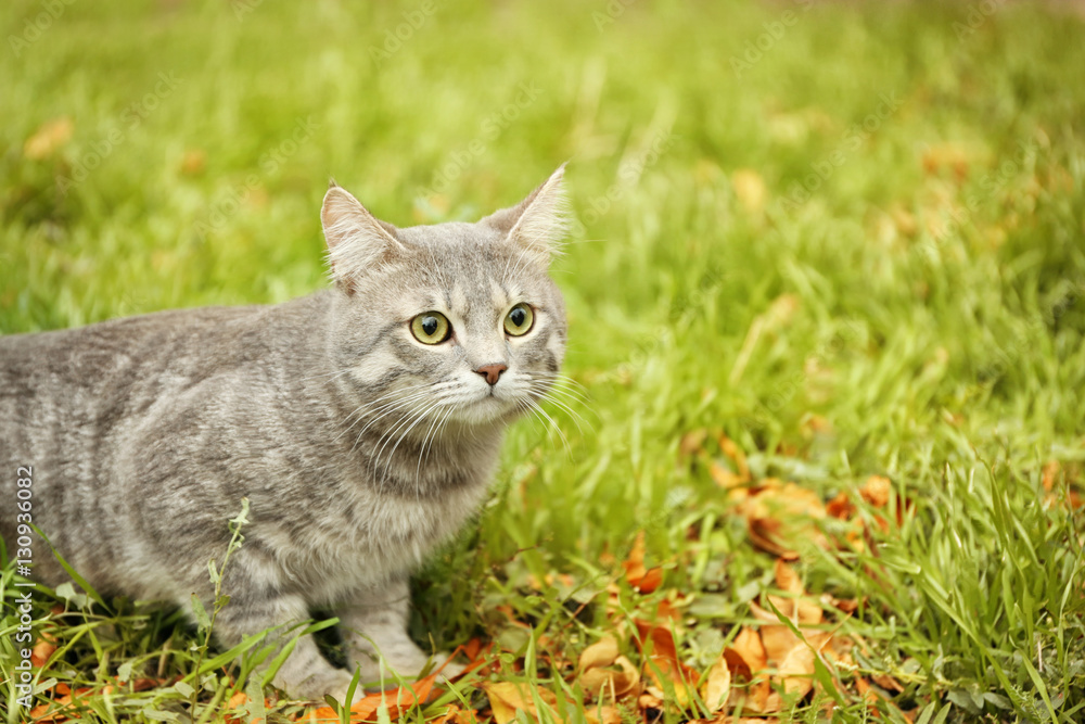 Beautiful fluffy cat sitting on green grass
