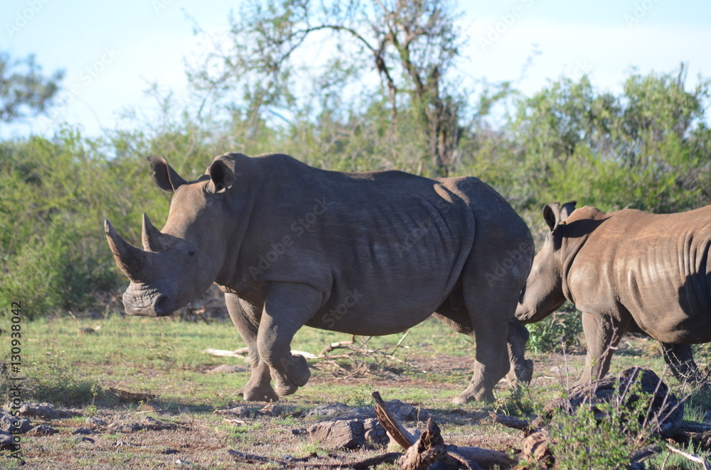 Fototapeta premium nashorn