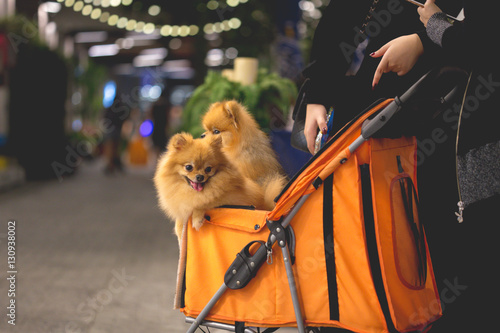 Pomeranian dog sit in the trolley in supermarket photo