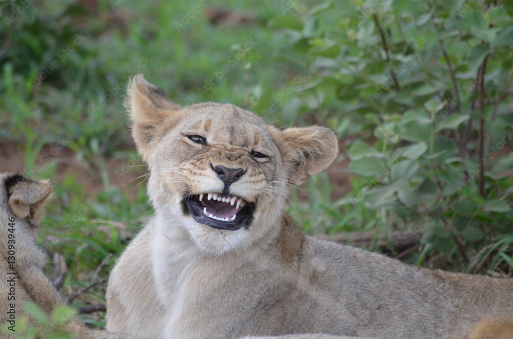 Naklejka premium löwe jung