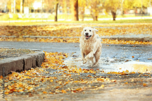 Fototapeta Naklejka Na Ścianę i Meble -  Funny labrador retriever in autumn park after rain