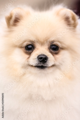Portrait of cute fluffy spitz, closeup view
