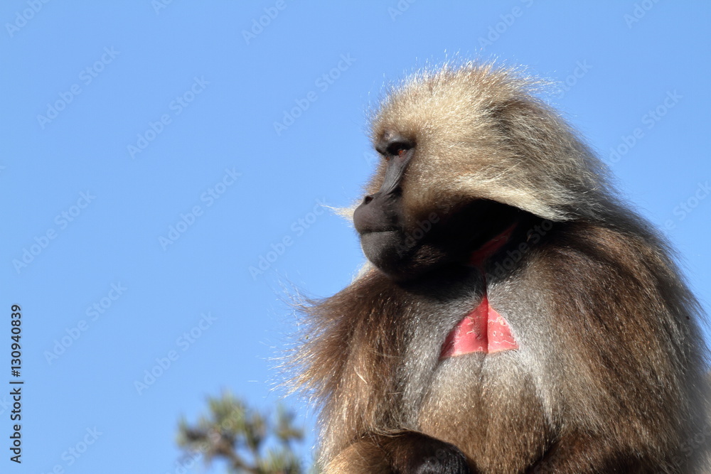 Naklejka premium Blutbrustpaviane in den Simien Bergen von Äthiopien