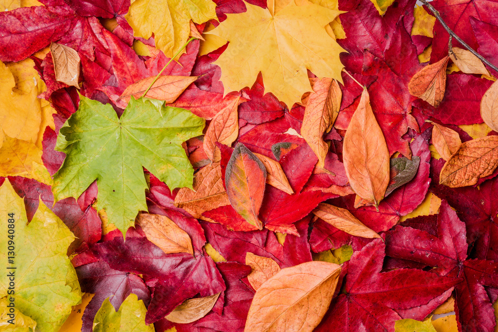background of autumn leaves. Autumn background background of autumn leaves. Autumn background