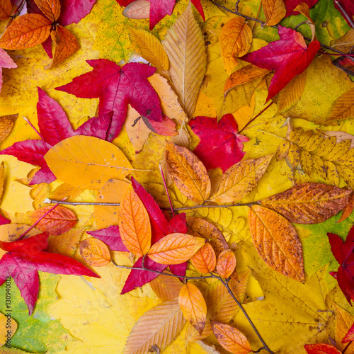 Autumn Leaves Background.  Leaves tree maple