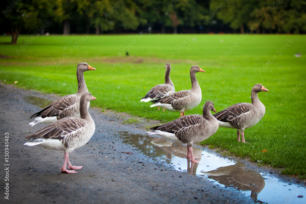 geese on green meadow. geese and goose. Group of gray geese geese on green meadow. geese and goose. Group of gray geese