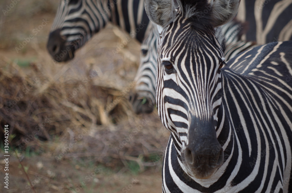 Naklejka premium Zebra