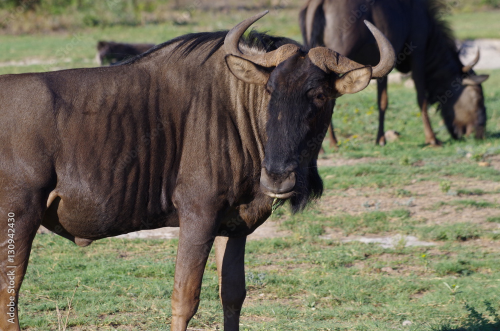 Gnu Gnu