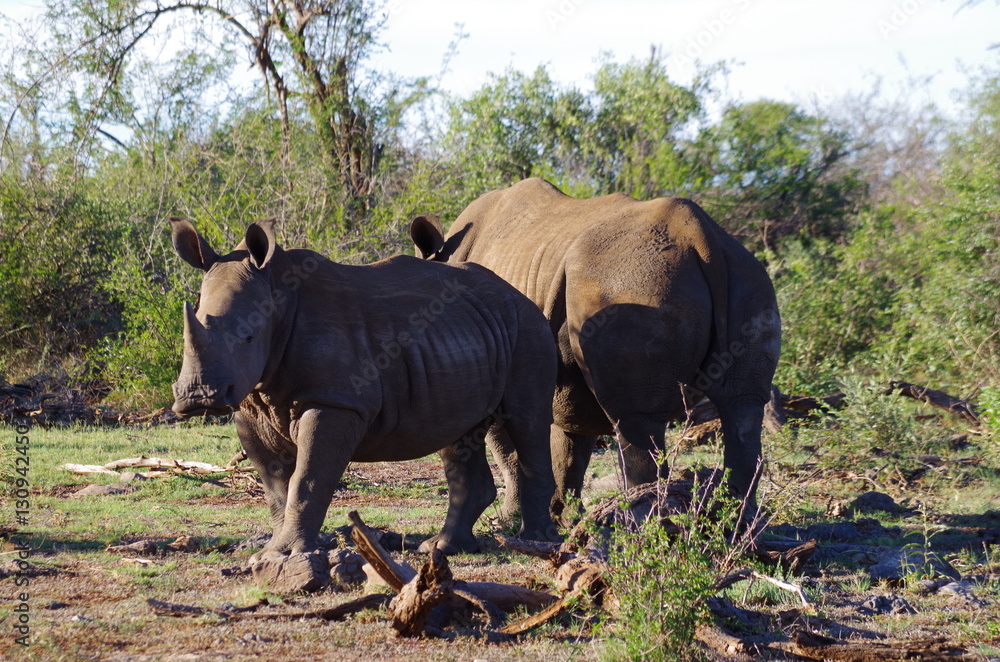 Obraz premium Nashorn