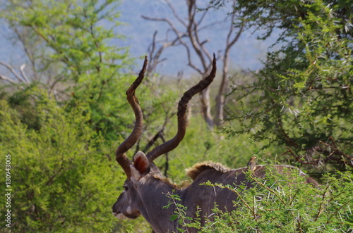 Impala männlich © Doris