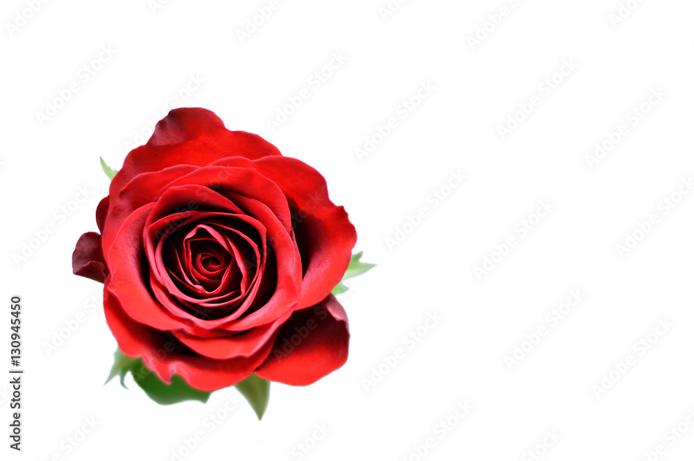 Red rose isolated on white background Red rose isolated on white background