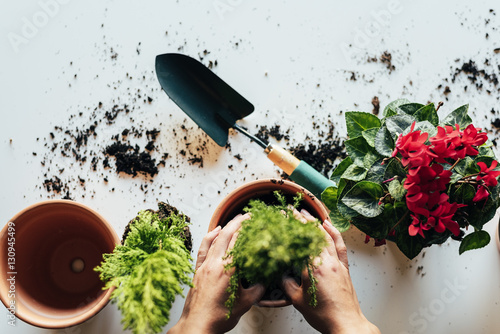 Fotografija Woman's hands transplanting plant.