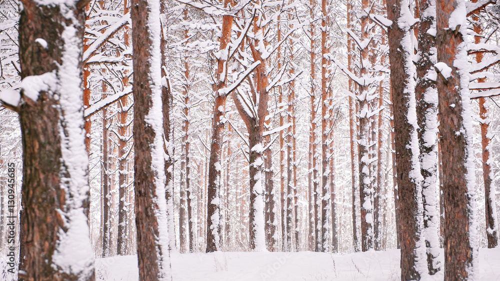 Fototapeta premium winter pine forest, tree trunks in the snow