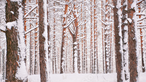 winter pine forest, tree trunks in the snow
