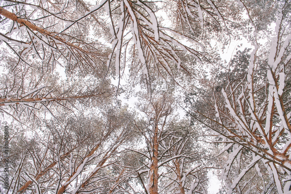 winter pine forest,tree branches in snow,tops of the trees