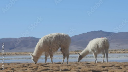 Bolivia, Potosi Departmant, Nor Lipez Province, Llamas on the shore of the Laguna Yapi.
 photo