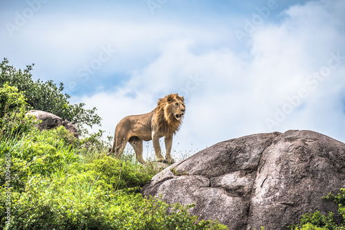 Alpha male lion staring into the distance, Serengeti, Tanzania, Africa photo