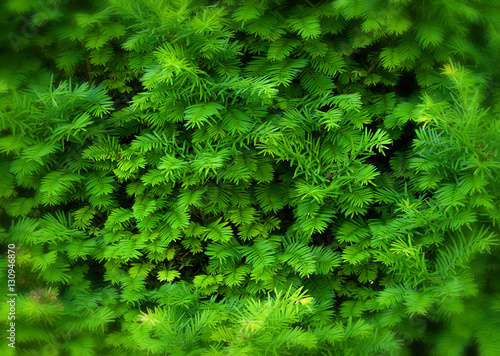 Green Hedge of Thuja Trees