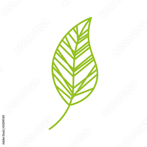 leaf drawing isolated icon vector illustration design