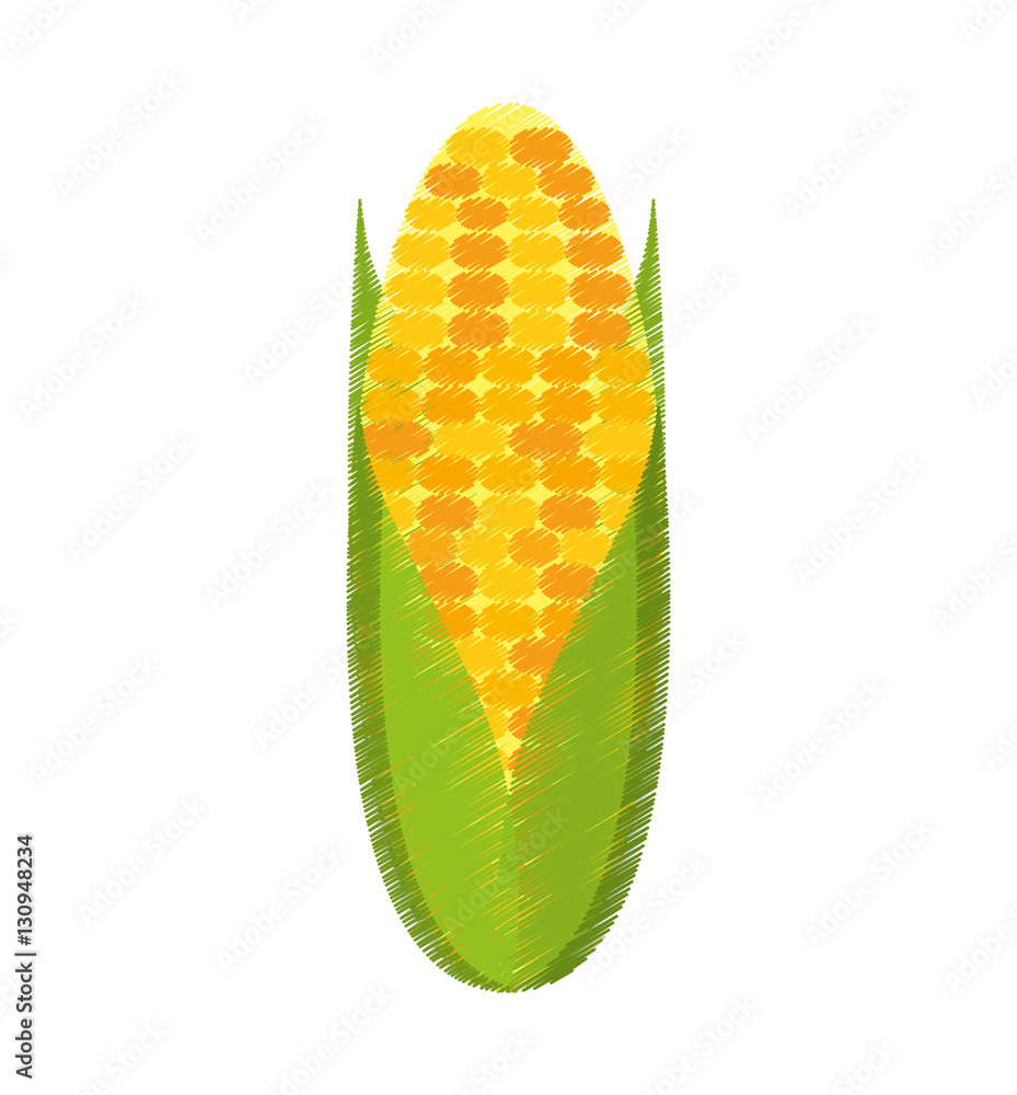 corn vegetable isolated icon vector illustration design corn vegetable isolated icon vector illustration design