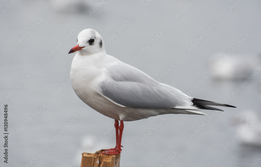 Seagull standing on a stump in marina. Seagull standing on a stump in marina.