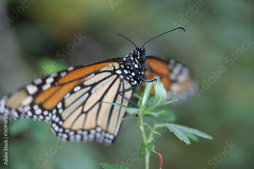 Closeup of monarch butterfly overwintering in a mountaneous, coniferous forest in Mexico