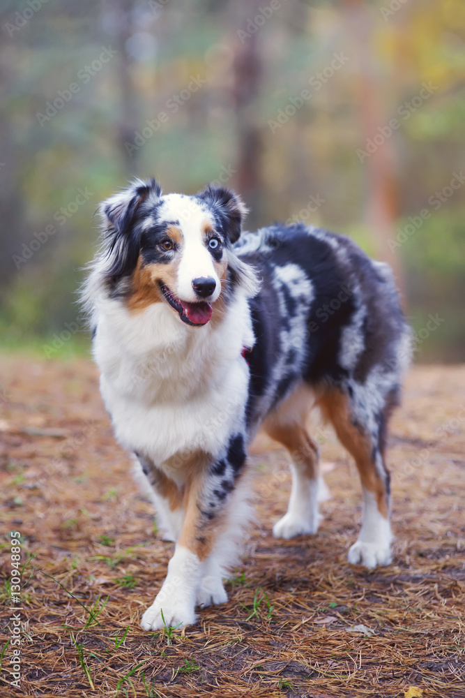 Blue merle Australian Shepherd dog staying and posing in the forest