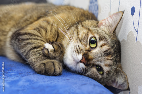 Photography Gray striped cat