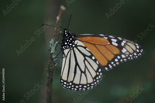 Closeup of monarch butterfly overwintering in a mountaneous, coniferous forest in Mexico © David