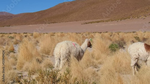 Bolivia, Potosi Departmant, Nor Lipez Province, Llamas on the shore of the Laguna Yapi.
 photo