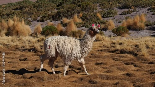 Bolivia, Potosi Departmant, Nor Lipez Province, Llama on the shore of the Laguna Yapi.
 photo