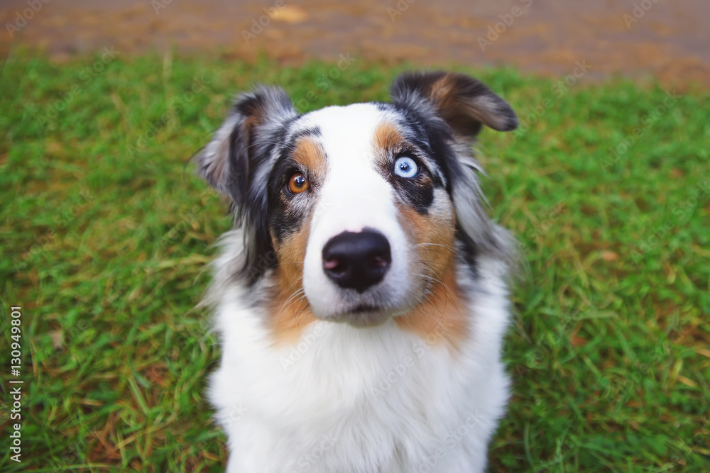 The portrait of a merle Australian Shepherd dog with different eyes color staying outdoors
