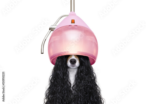 dog drying hair at hairdressers © Javier brosch