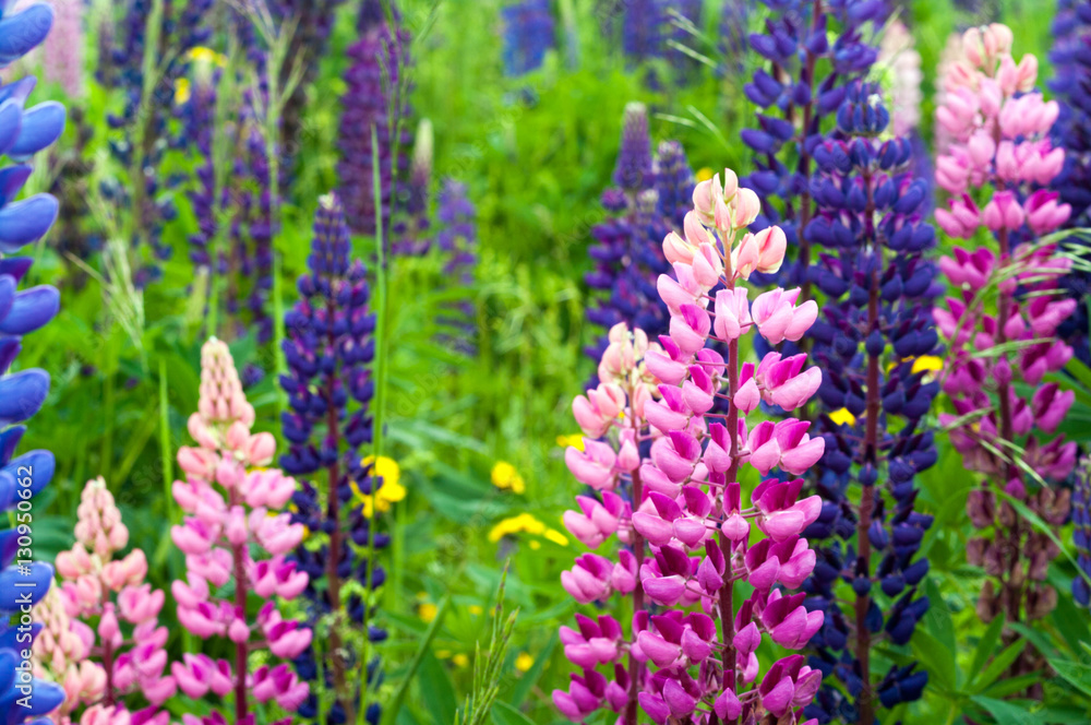 Fototapeta premium Pink and Purple Lupin