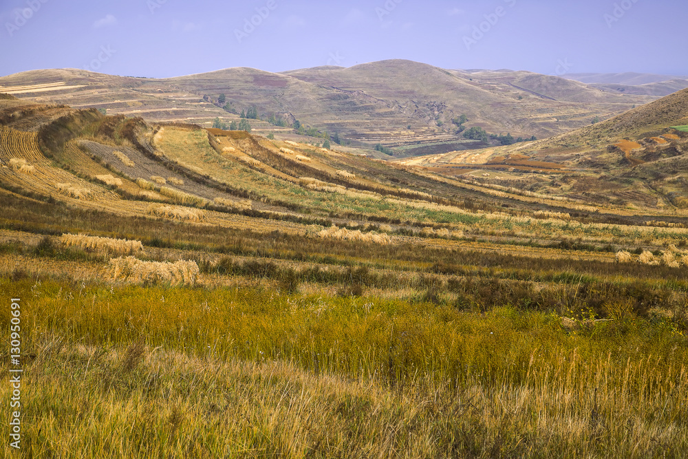 The terraced fields in autumn The terraced fields in autumn